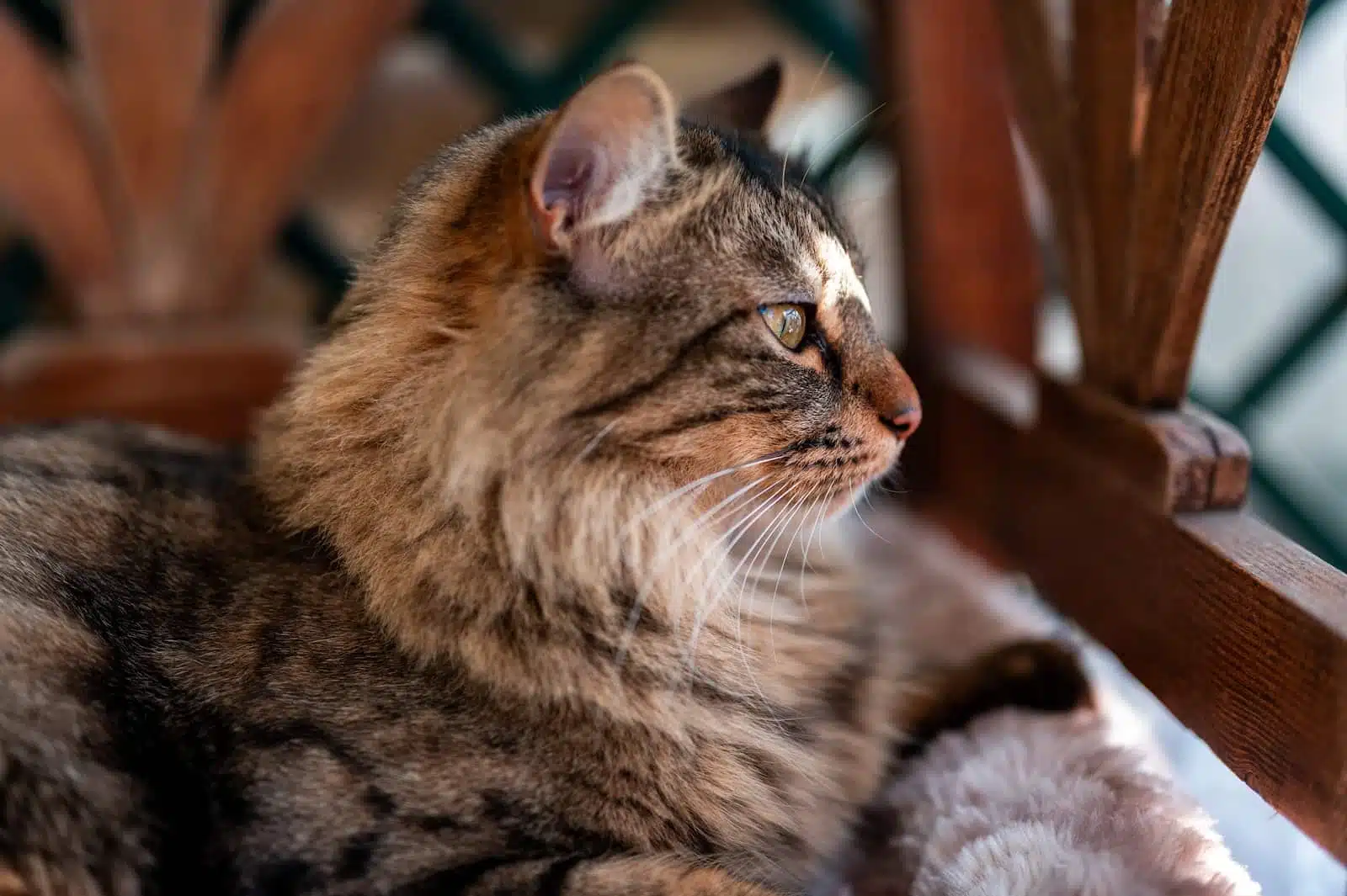 brown tabby cat on brown wooden table